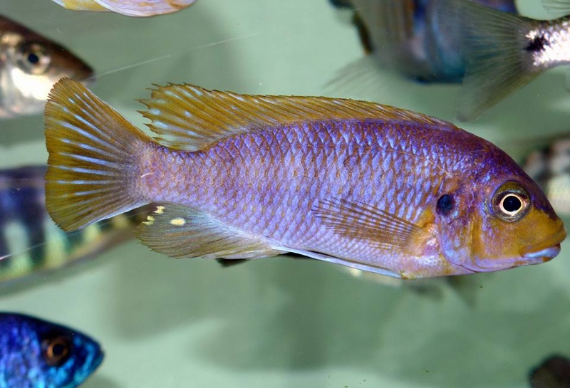 Petrotilapia palingnathos 'Chizumulu Island'